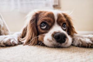 Cocker Spaniel with his face on the ground.
