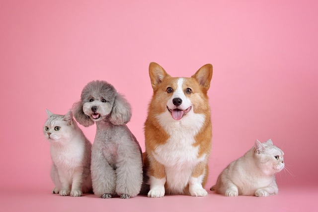 Pet Boarding Las Vegas